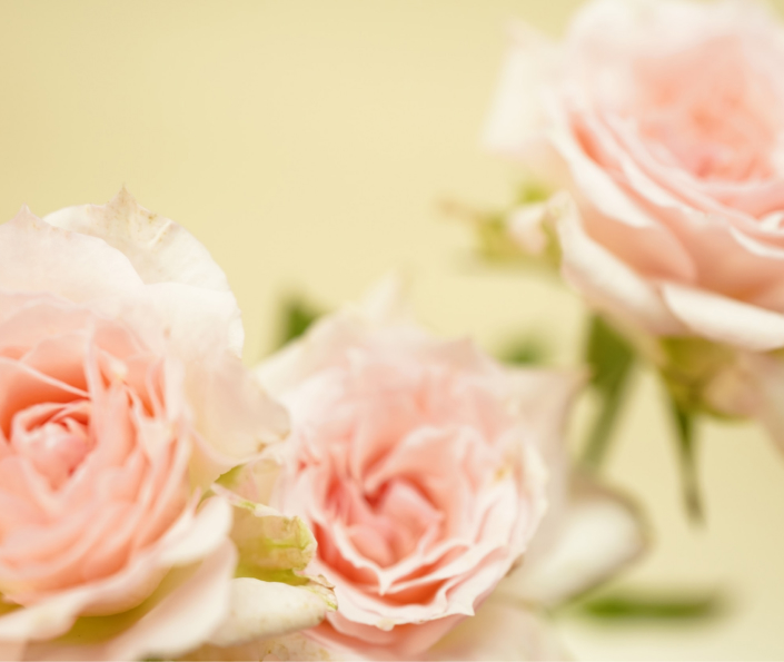 Bouquet of pink roses